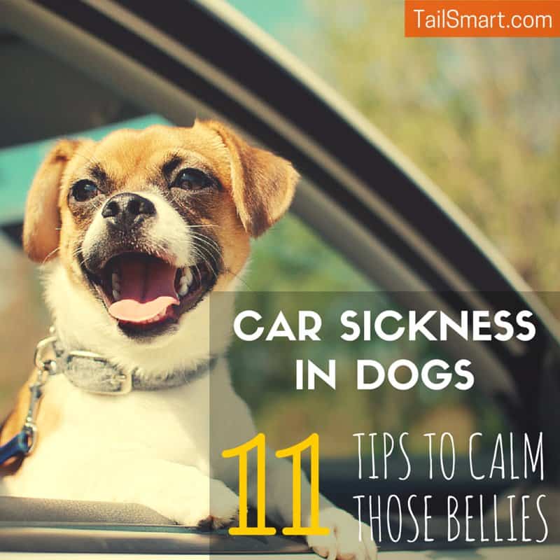 how to stop car sickness in dogs