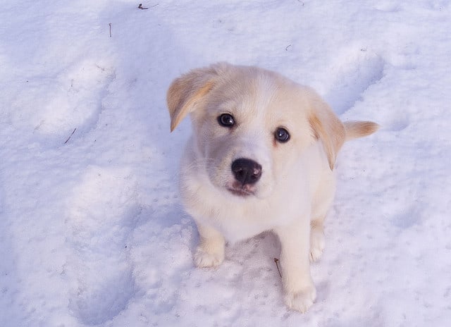 Image of puppy in snow