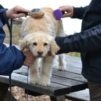 Dog (cocker doodle) being groomed by two owners