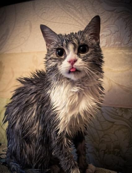 Image of cat after bath