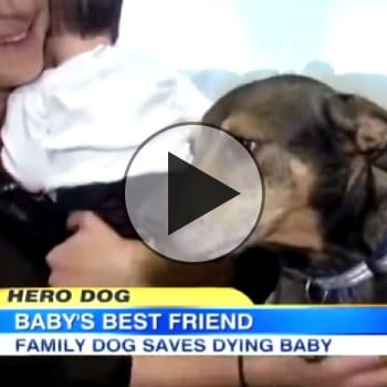 Rescue dog saves baby