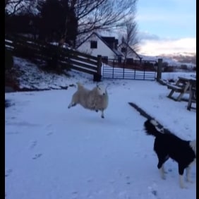 Sheep who thinks he's a dog