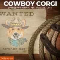 cowboy corgi