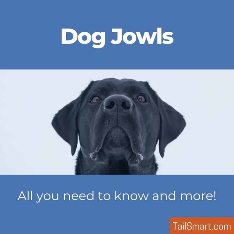 what is the purpose of dog jowls