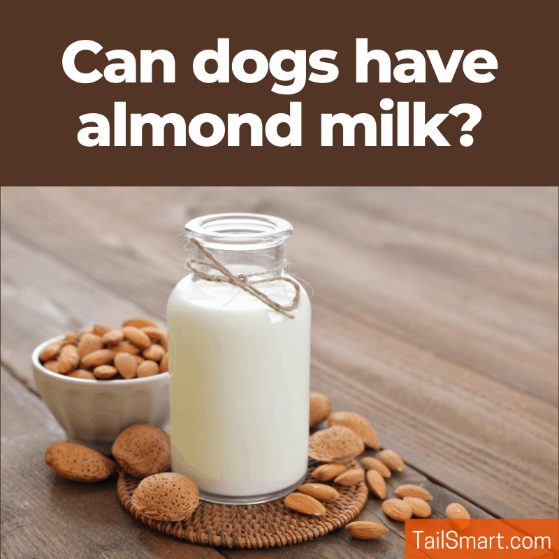 is almond milk toxic to dogs